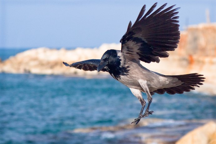 Прилетела черная птица