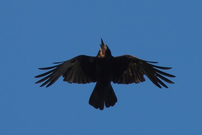 Ворон с распахнутыми крыльями