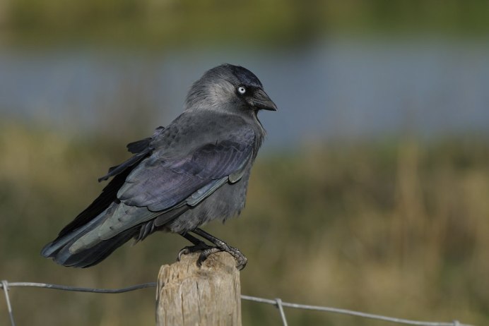 Королевский ворон Коракс
