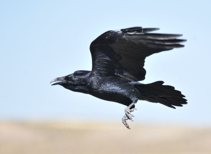 Черный Грач