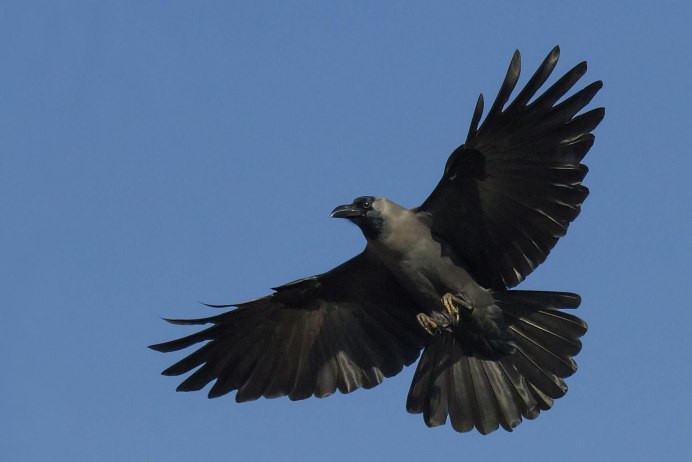 Ворон в полете