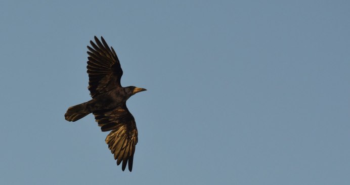 Серая ворона крыло