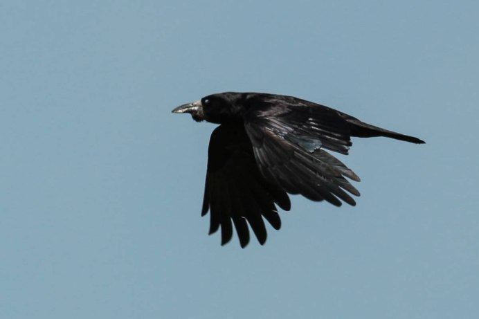 Ворон в полете