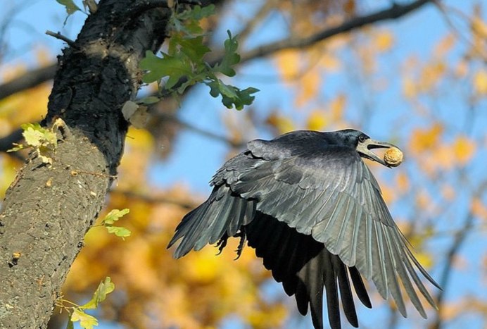 Ворон размах крыльев