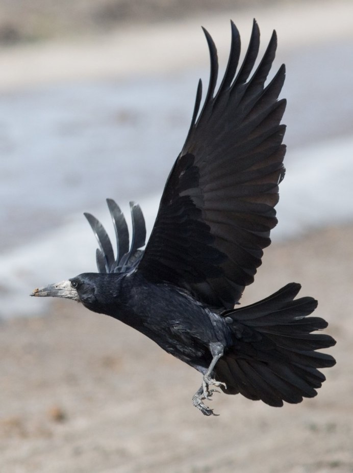 Ворона в природе