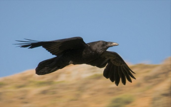 Ворон летит