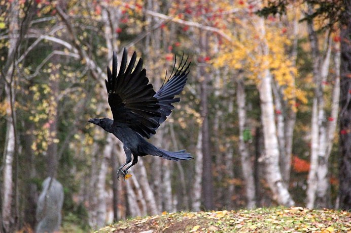Ворон кружит