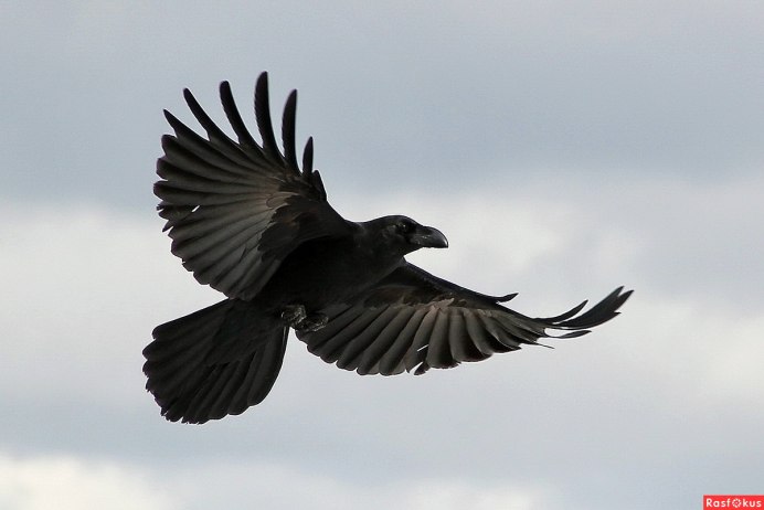 Ворон в полете