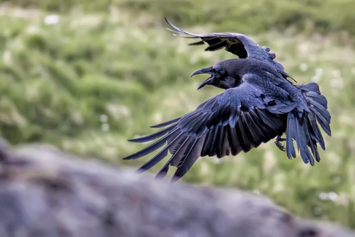 Ворон ворона Галка Грач