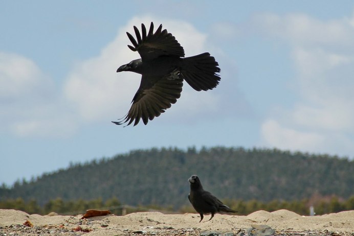 Черный ворон в полете