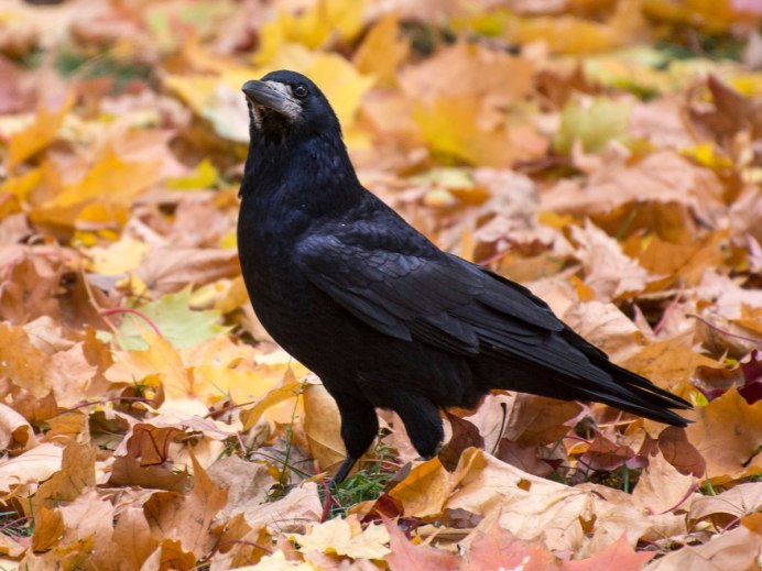 Серая ворона на прозрачном фоне