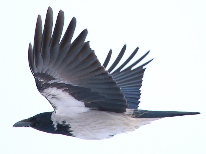 Птичий полет вороны