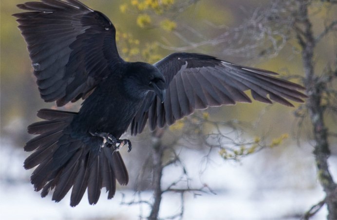 Ворон обыкновенный