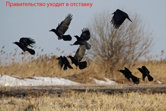 Стая грачей