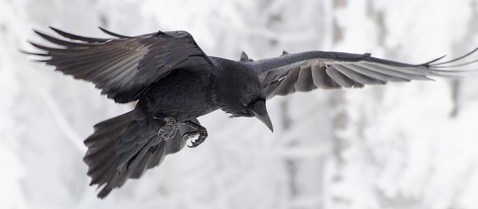 Вороны в Томске