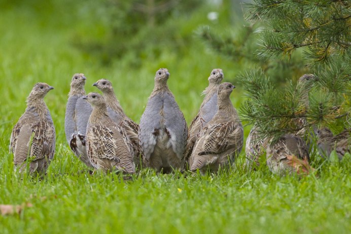 Серая куропатка с птенцами