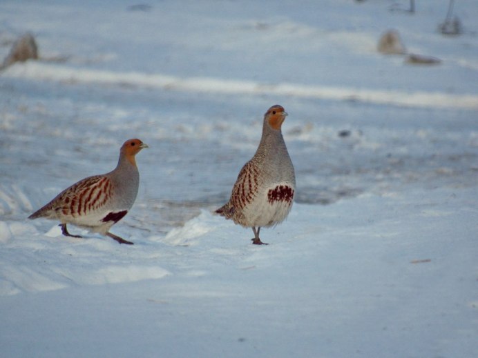 Полярная куропатка