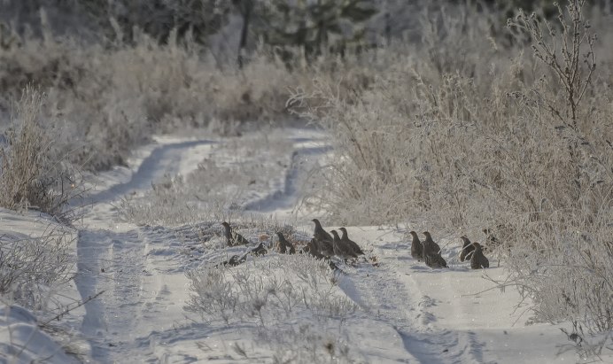 Стая куропаток на снегу