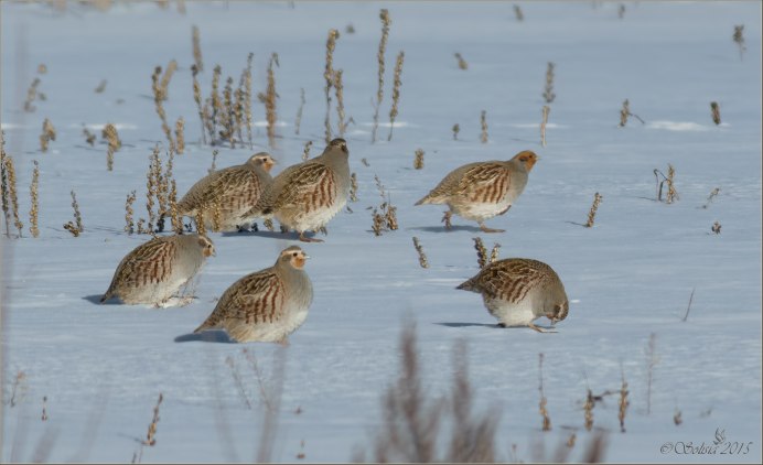 Серая куропатка зимой