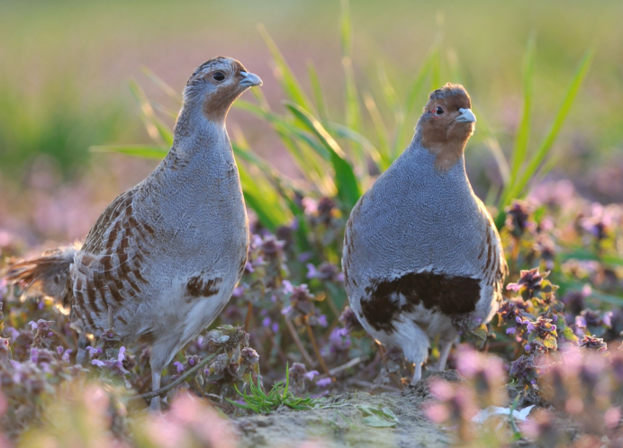 Белая куропатка Камчатки