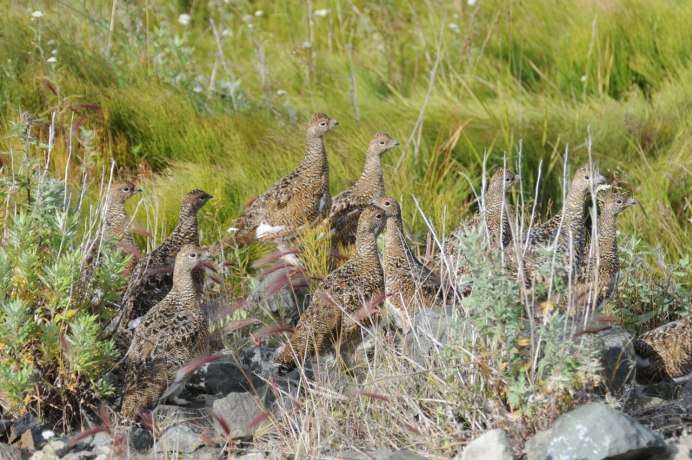 Куропатка с выводком