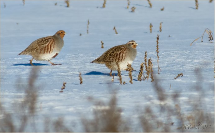 Куропатка серая Челябинская область
