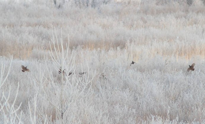 Куропатка Крымская