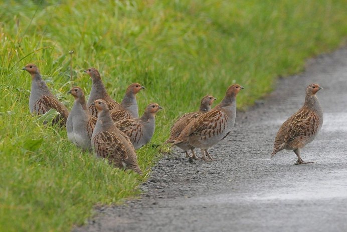 Серая куропатка с птенцами