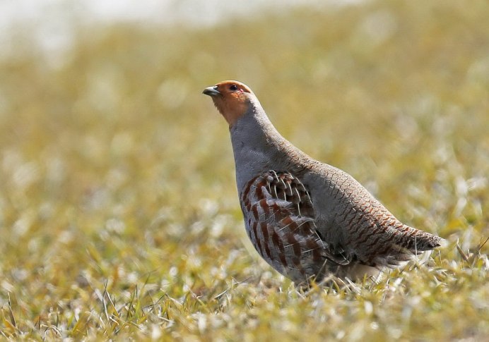 Серая куропатка (Perdix Perdix)