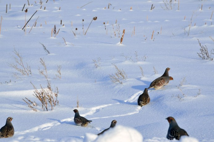 Птенцы Северной куропатки
