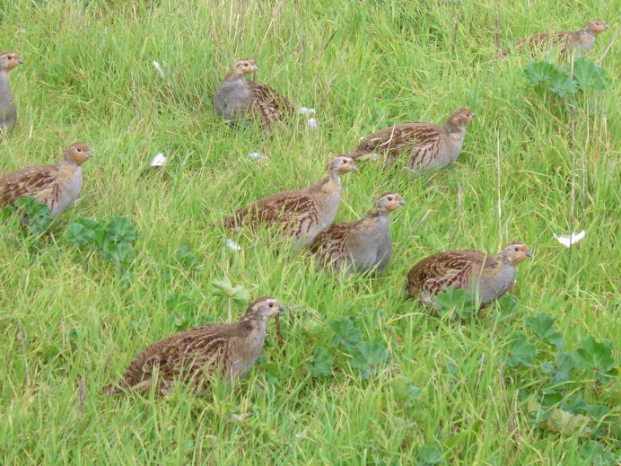 Тибетская куропатка куропатки