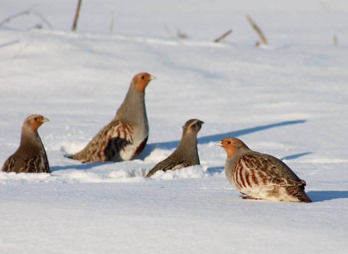Белая куропатка