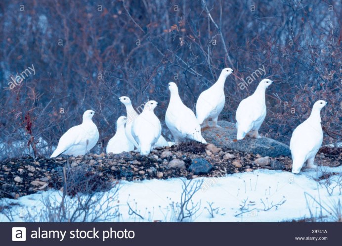 Птенцы тетерева косача