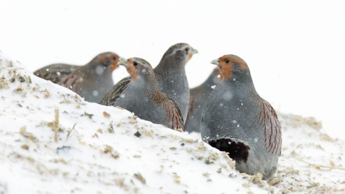 Серая куропатка (Perdix Perdix)