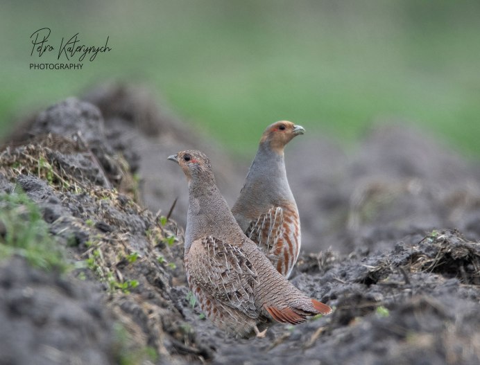 К чему прилетают во двор куропаток стая