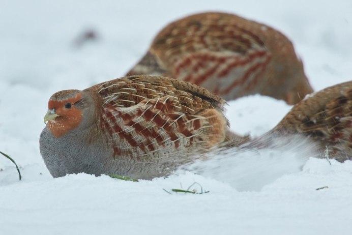 Перепёлка фото птица домашняя