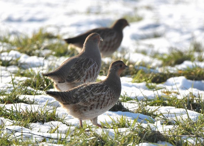 Серая куропатка самец