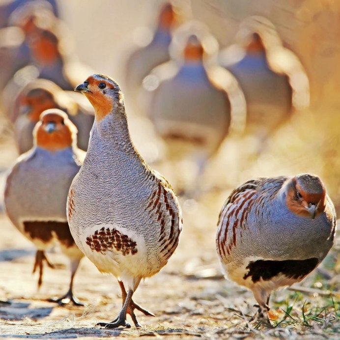 Серая куропатка (Perdix Perdix)