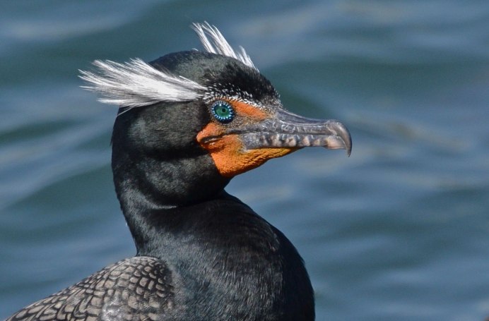 Хохлатый Баклан Phalacrocorax Aristotelis