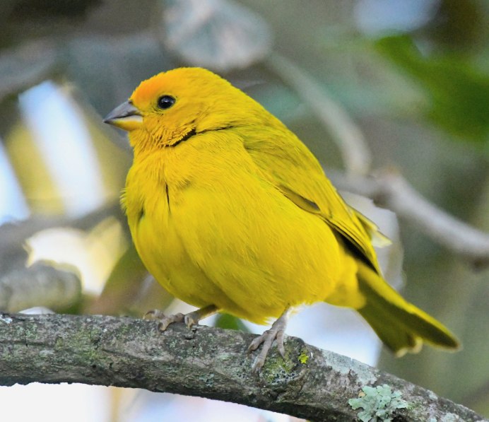 Yellow Warbler птица
