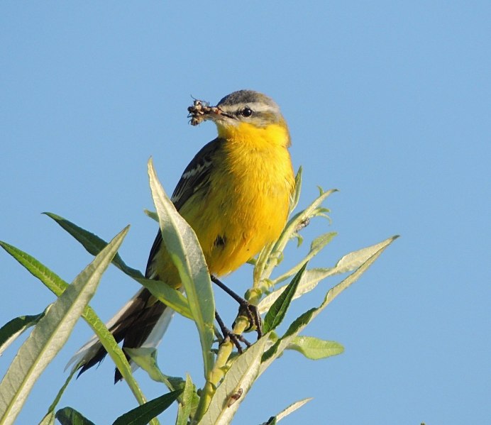 Птичка древесница