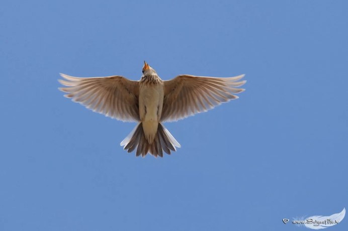Жаворонки в небе