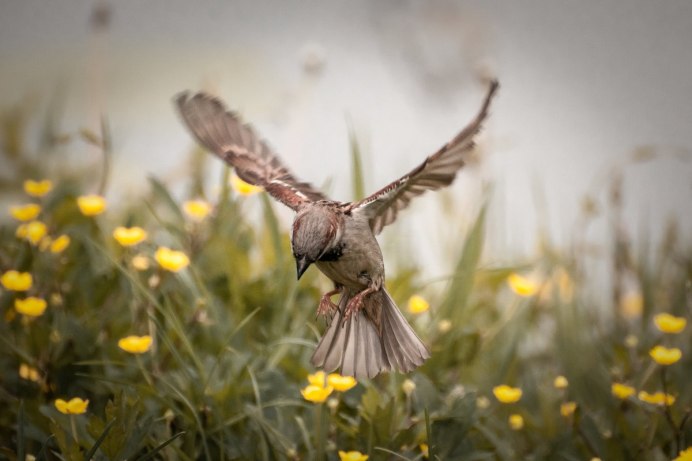 Воробей на поле