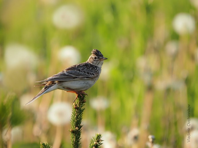 Бруно Оя Жаворонок