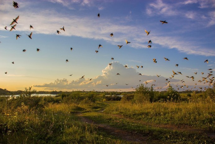 Жаворонок фото на белом фоне