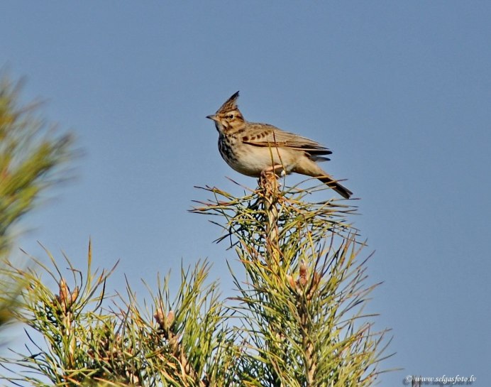 Весенний Жаворонок