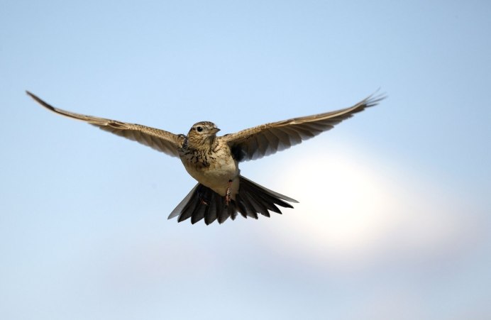Полевой Жаворонок в полете