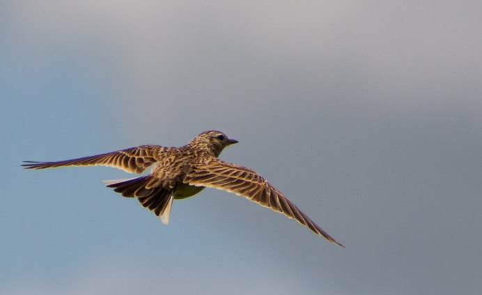 Жаворонок полевой стая