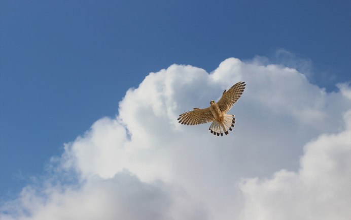 Жаворонок в небе