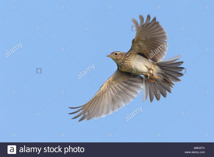 Полевой Жаворонок Перелетная птица